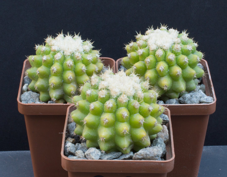 6.06_ECHINOCACTUS grusonii inermis, семена Piltz(7528)