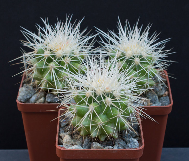 21.01_ECHINOCACTUS grusonii f.albispinus, GK 1, семена JAROMÍR DOHNALÍK