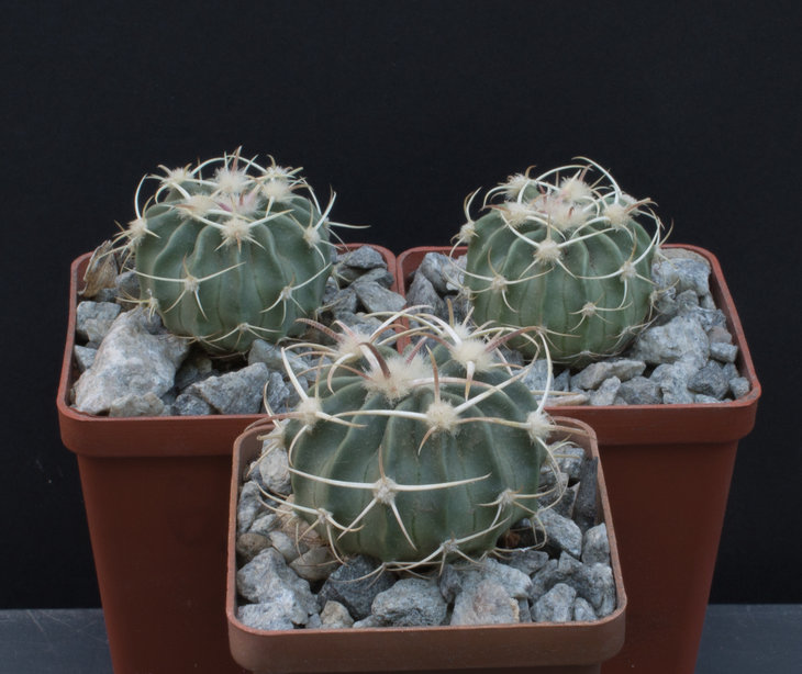 33.12_Homalocephala (Echinocactus) texensis SB261, Eddy Co, NM, MG(177.4)