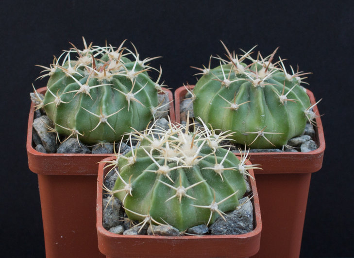 33.11_Homalocephala (Echinocactus) texensis, PP 1525, Lucio Blanco, Tam., Pavlicek