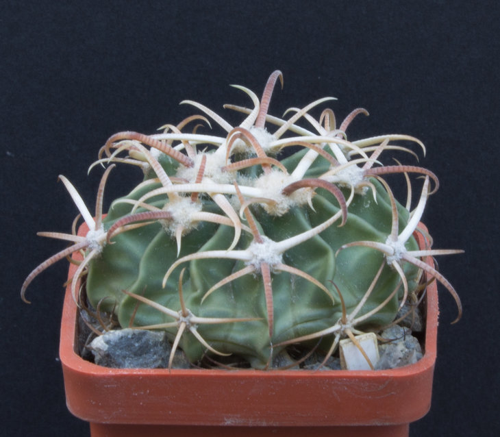 4.19_Homalocephala (Echinocactus) texensis