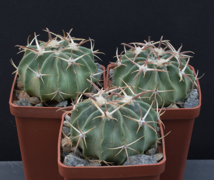 6.8_Homalocephala (Echinocactus) texensis, Las Crucitas, Piltz(2358)