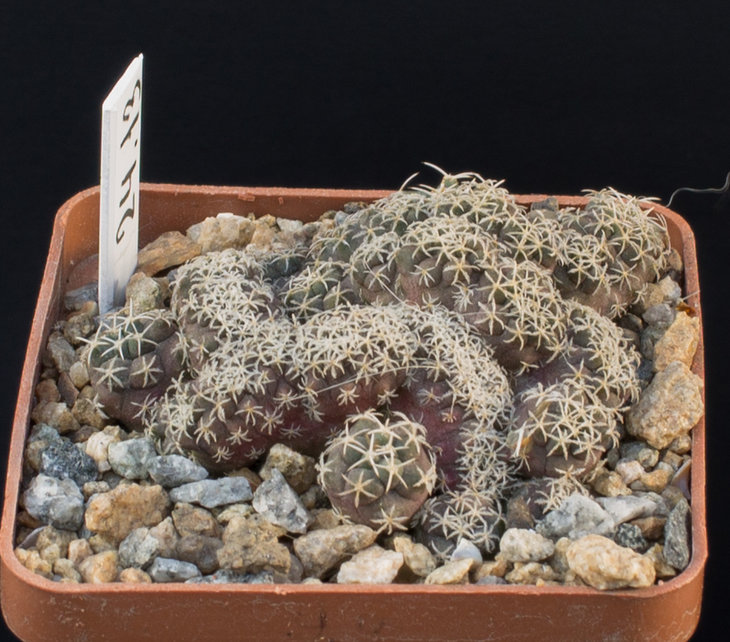 24.13_T.lophophoroides, GM 359, Las Tablas , SLP_посев из семян Petr Kupcak