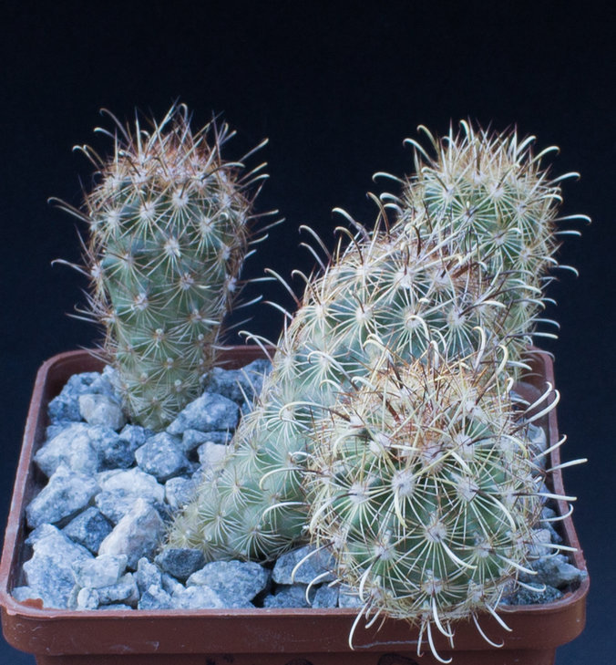 43.2_Ancistrocactus scheeri, SB862, Webb Co, Tx_семена MG(13)