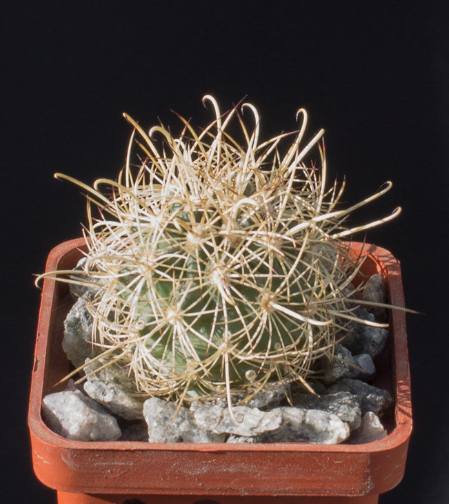 26.3 Ancistrocactus scheeri, SB360, Arteagas, Coah_семена MG(11)