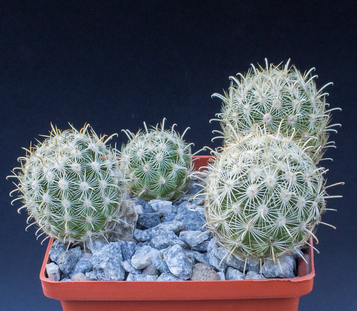 26.2 Ancistrocactus megarhizus, SB597, Llera, Tam_семена MG(8)