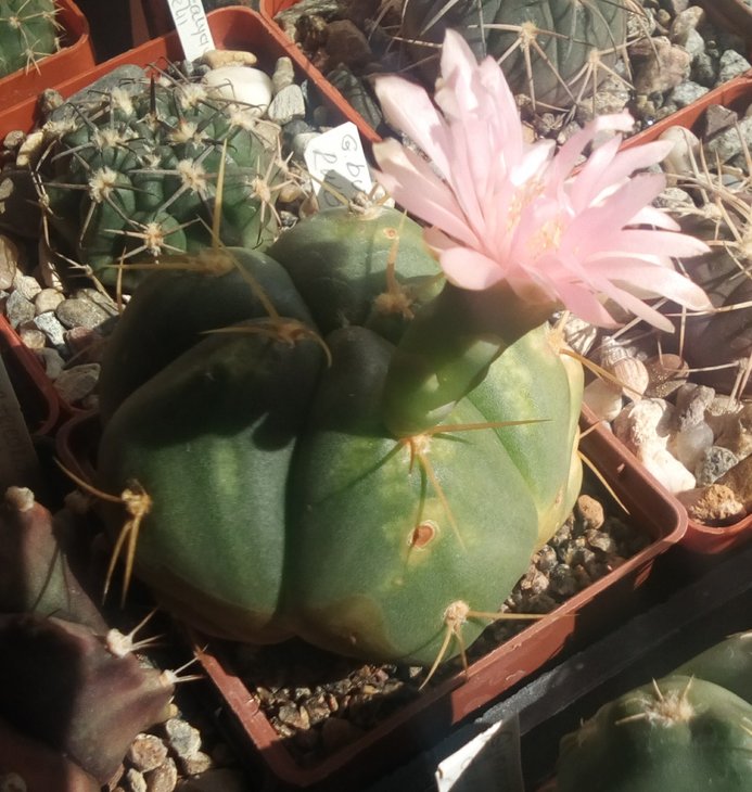 gymnocalycium bueneckeri