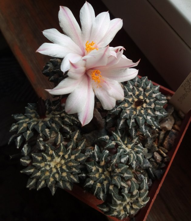 Ariocarpus kotschoubeyanus albiflorus