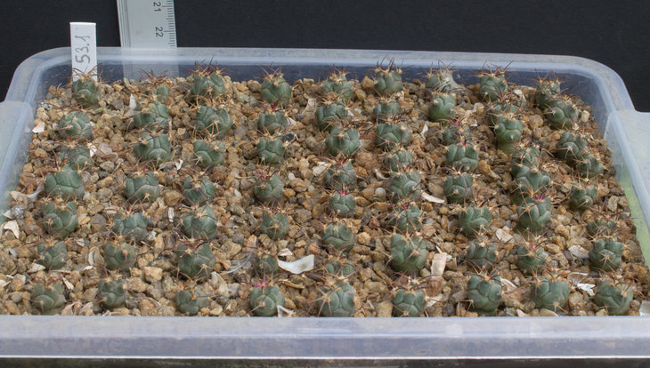 53.1_Echinocactus horizonthalonius, Cuatro Cienegas_семена от Широкоступа Виталия_посев 04.10.19