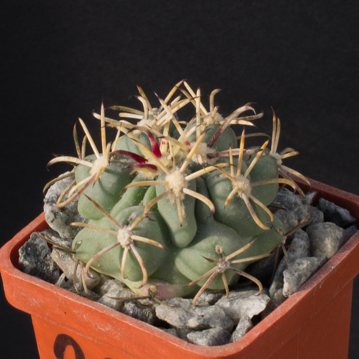 26.6_Glandulicactus mathssoni, SB1449,San Luis de la Paz_семена MG(442.73)