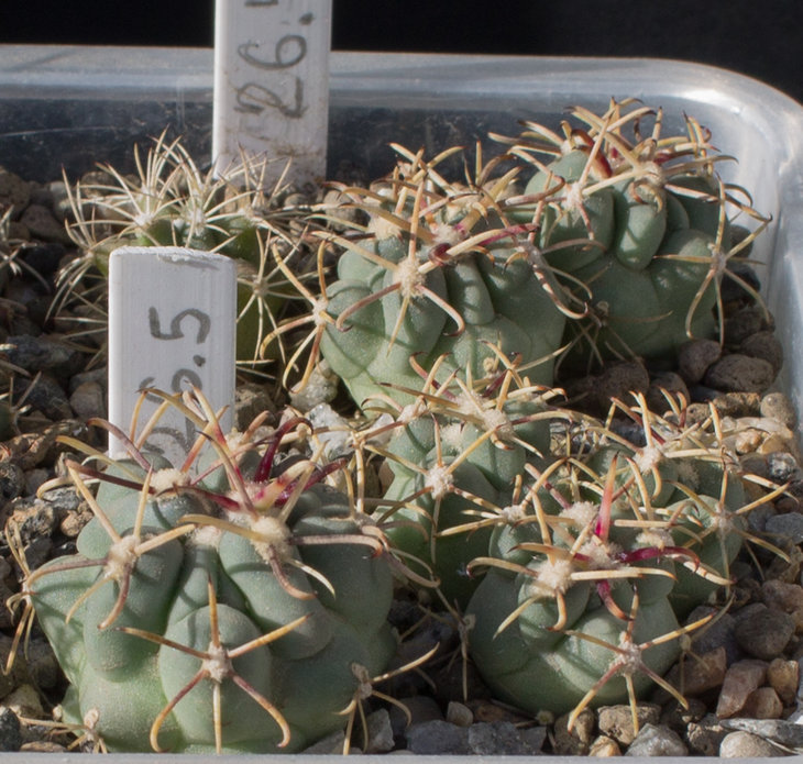 26.5_Glandulicactus mathssoni, HO-152, San Luis de la Paz_семена MG(442.725)