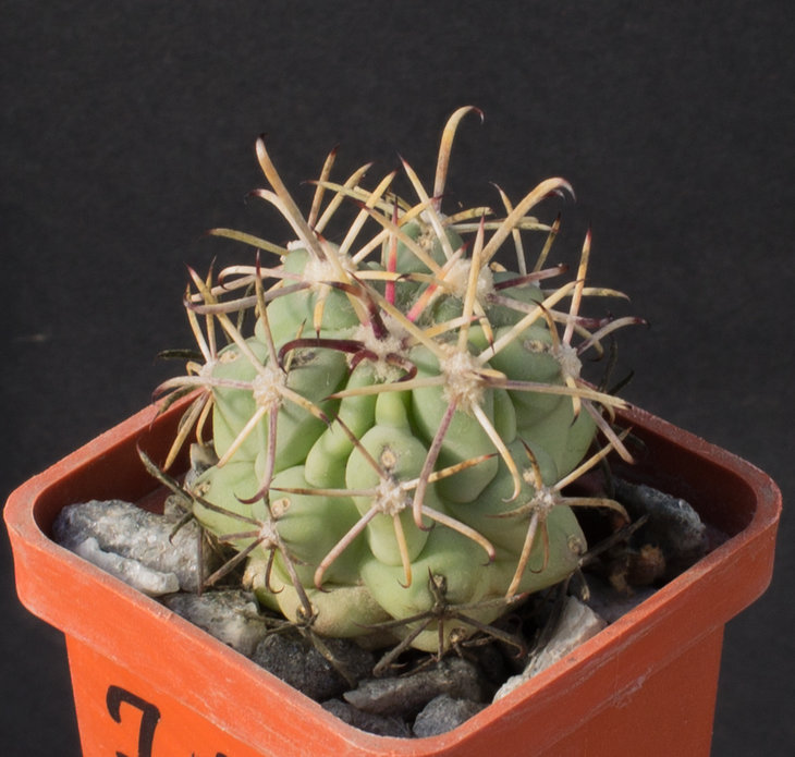 7.17_GLANDULICACTUS crassihamatus (mathsonii), Charco Blanco_семена Piltz(1944)