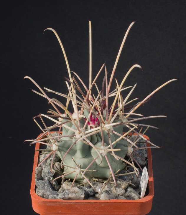 26.8_Glandulicactus wrightii, SB338 Otero Co,NM_семена MG(442.766)