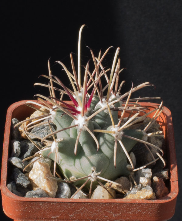 26.7_Glandulicactus wrightii, SB232 Dona Ana Co_семена MG(442.764)