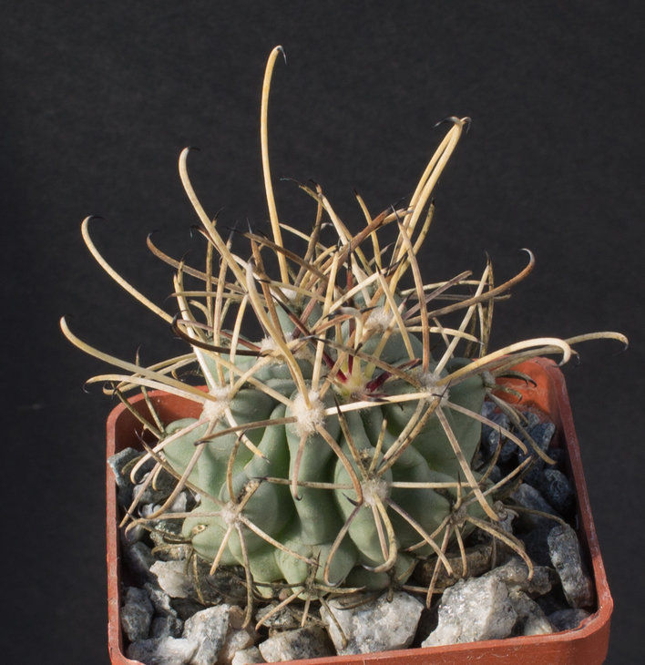 13.9_Glandulicactus uncinatus, Las Tablas_семена Самогородского Дмитрия