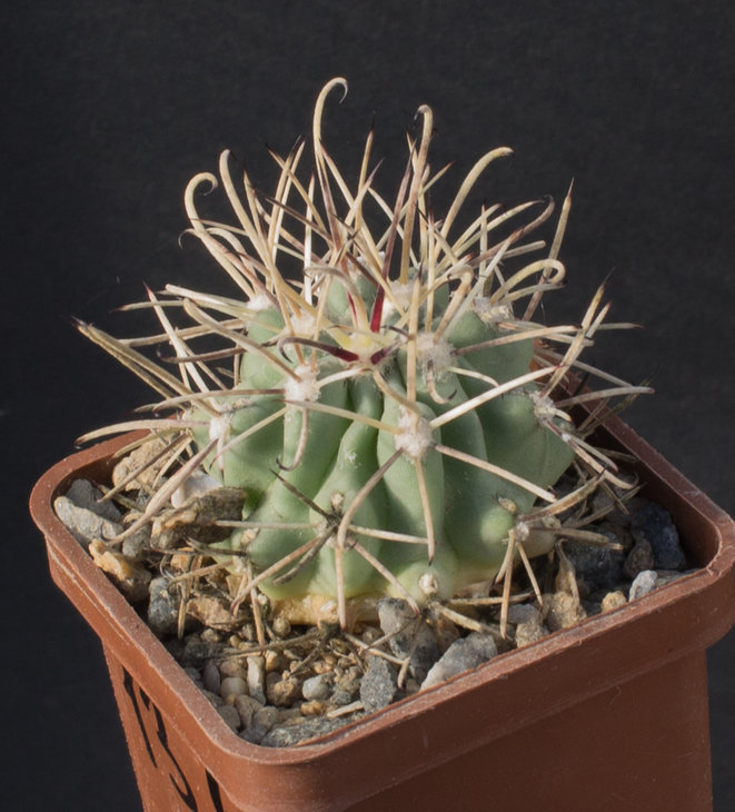 13.6_Glandulicactus uncinatus, DJF615 Catorce SLP_семена Самогородского Дмитрия