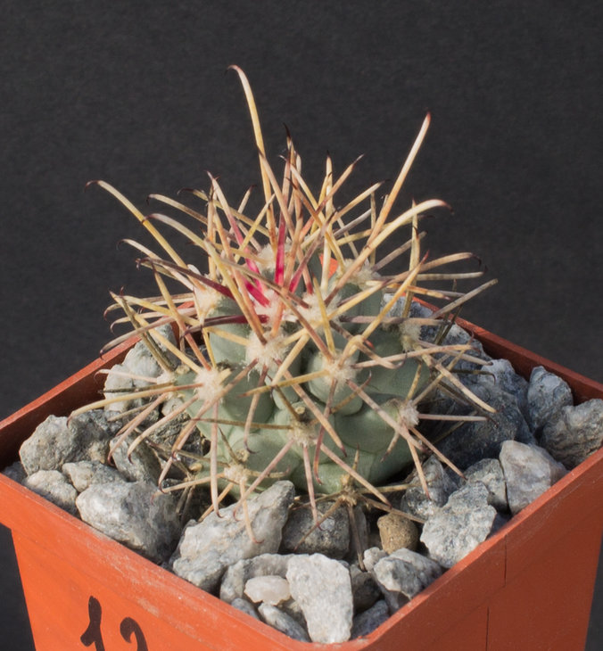 13.5_Glandulicactus wrightii, SB404 Crockett Co, Tx_семена Самогородского Дмитрия_фото 2