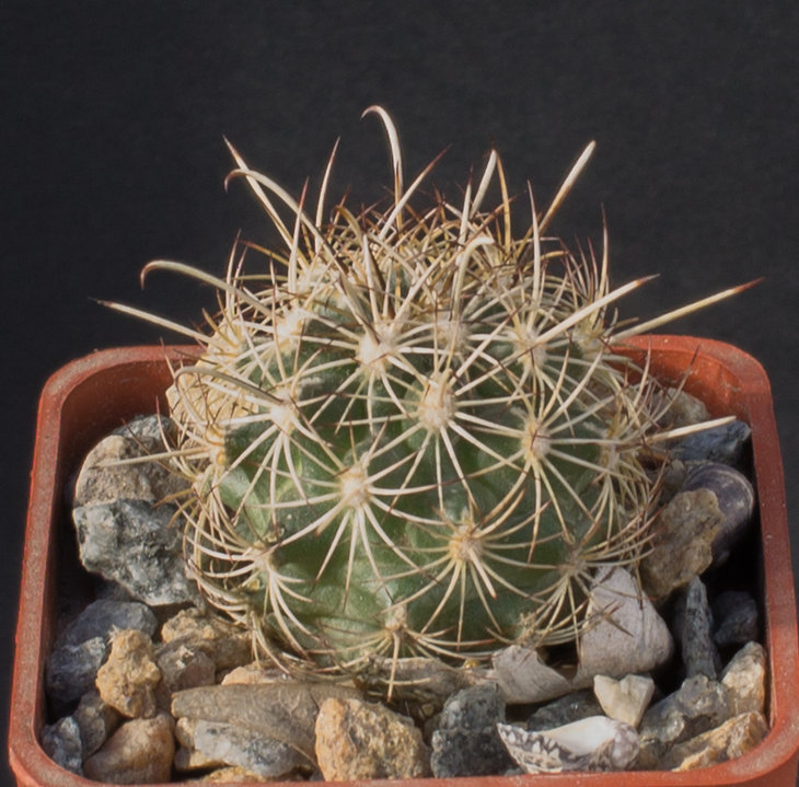 26.4_ Ancistrocactus scheeri, SB460 Monclova, Coah_семена MG(12)