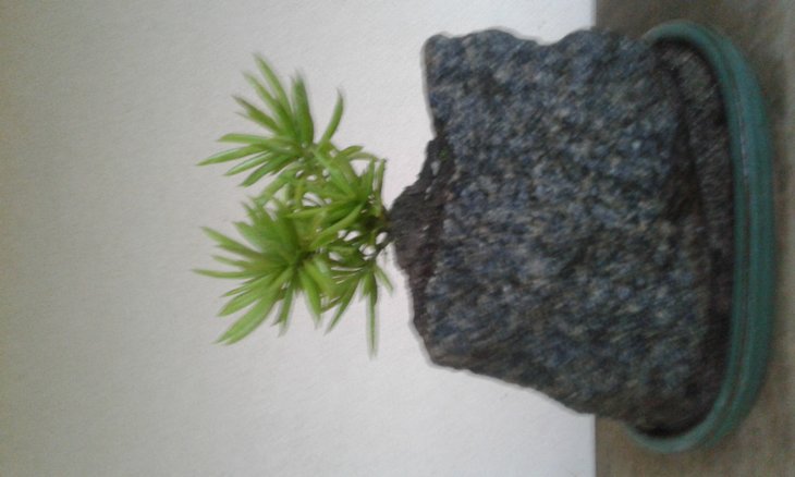 Peperomia ferreyrae