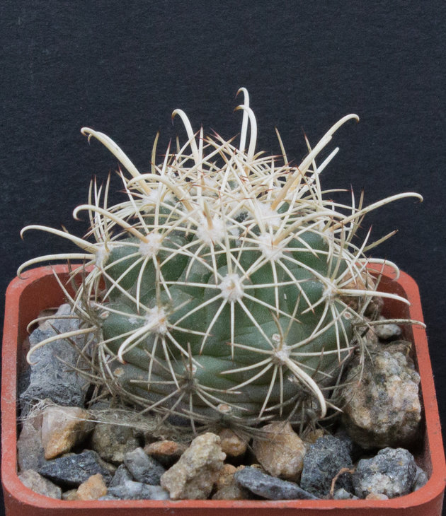 26.1_ Ancistrocactus brevihamatus, SB317 Del Rio, Tx_семена MG(7)