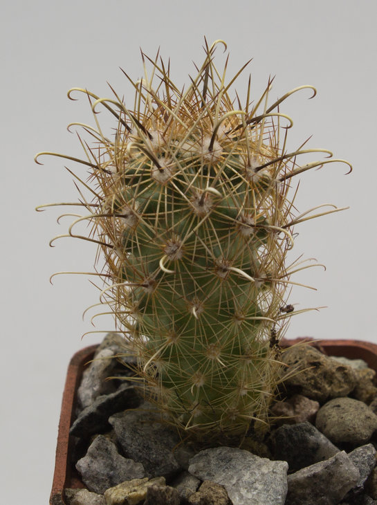 Ancistrocactus scheeri, SB862 Webb Co, Tx_семена MG(13)_посев 30.08.18