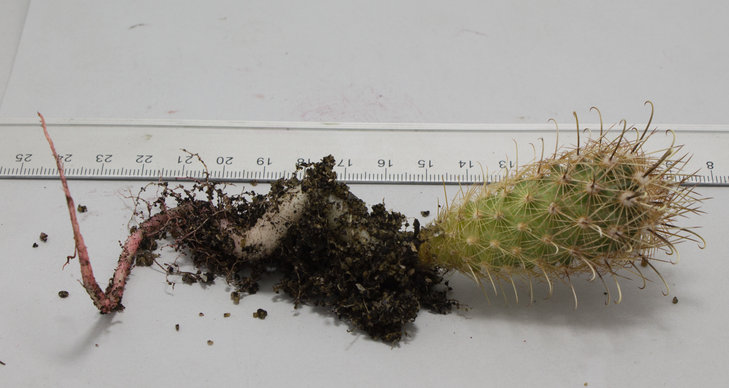 Ancistrocactus scheeri, SB862 Webb Co, Tx_семена MG(13)_посев 30.08.18