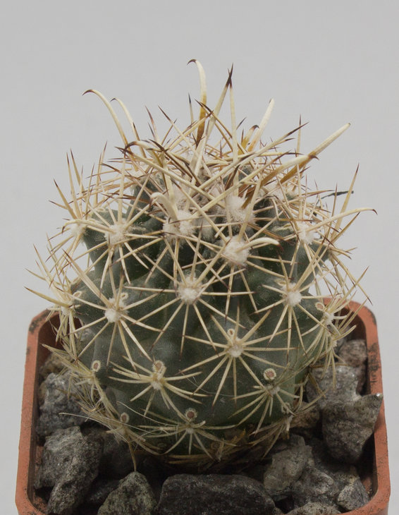 Ancistrocactus brevihamatus, SB376 Comstock, Tx _семена MG(7.2)_посев 30.08.18