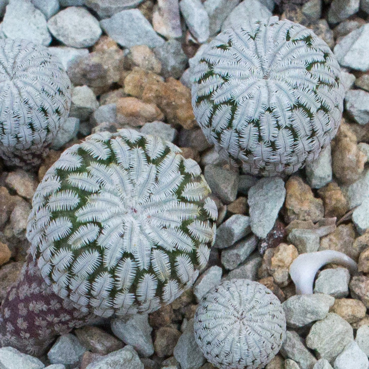 TURBINICARPUS pseudopectinatus, GM1249, Dr Arroyo, NL_семена от Pavlicek