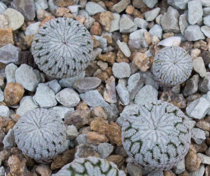 TURBINICARPUS pseudopectinatus, GM1249, Dr Arroyo, NL_семена от Pavlicek