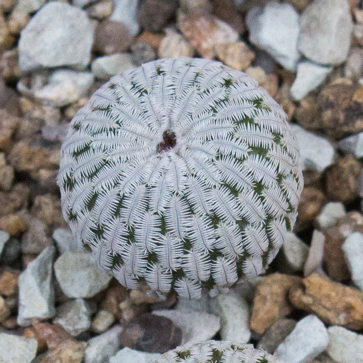 TURBINICARPUS pseudopectinatus, GM1249, Dr Arroyo, NL_семена от Pavlicek
