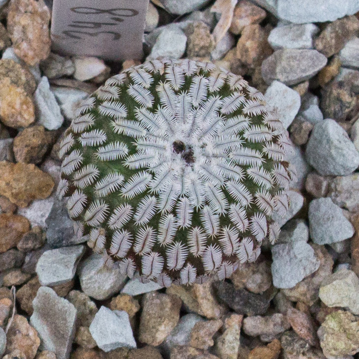 TURBINICARPUS pseudopectinatus, GM1249, Dr Arroyo, NL_семена от Pavlicek