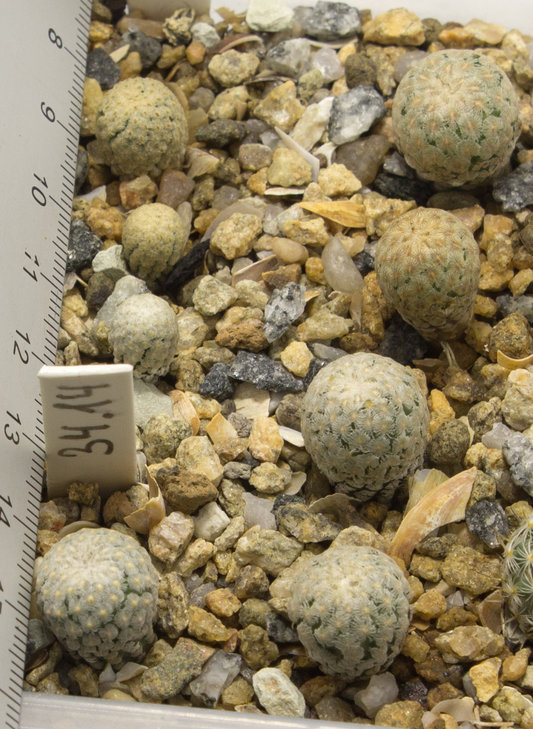 34.14 TURBINICARPUS valdezianus, GM1041, Cuatro Milpas, SLP_семена от Pavlicek