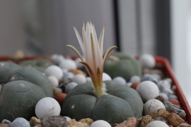 Lophophora viridescens MZ 1199 -sm.jpg