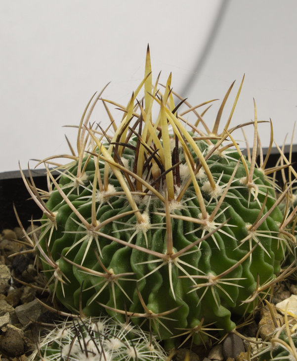 31.9_ECHINOFOSSULOCACTUS lloydii, GM223, Vanegas, SLP_семена Pavlicek
