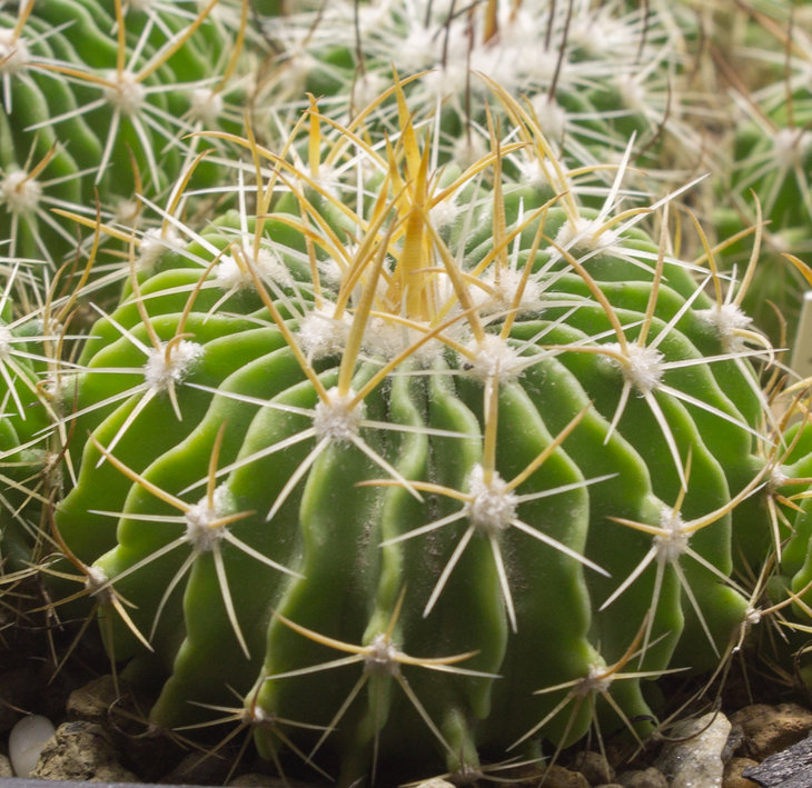 30.19 ECHINOFOSSULOCACTUS ochoterenaus,GM 542, Calvillo, Gto_семена от Pavlicek