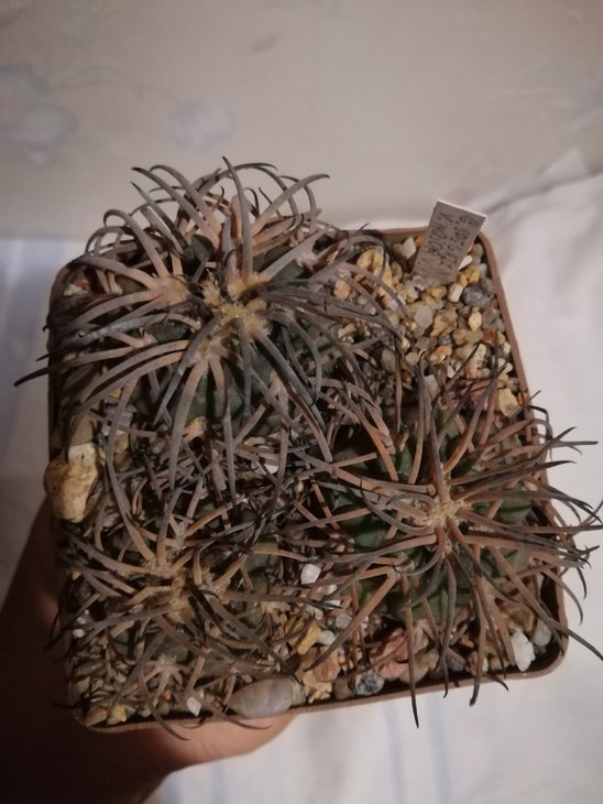 Gymnocalycium spegazzinii VS 118