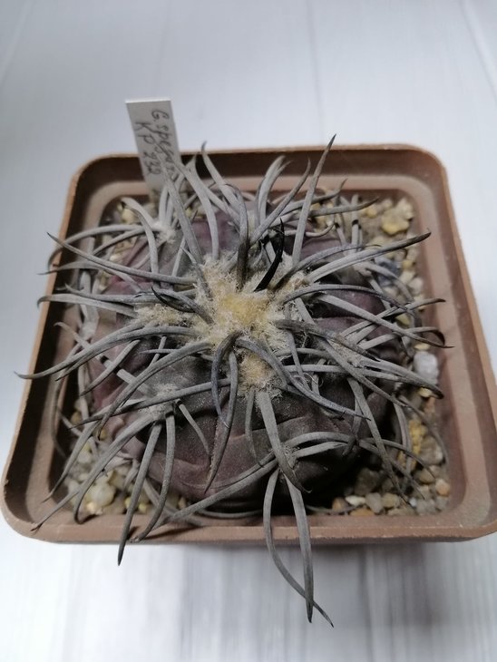 G. spegazzinii TUCUMAN PROVINCE AREA FORM / growing in different special Tucuman area , dark body, very stout spines , very flat stem with large root / KP 232