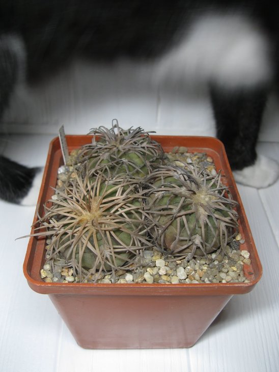 Gymnocalycium spegazzinii v. punillense - P 43 D, La Punilla, Salta PILTZ 4209