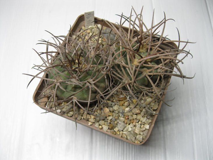 Gymnocalycium glaucum v albertovojtechii STO-60 Tinogasta, very long sp MG 468.36