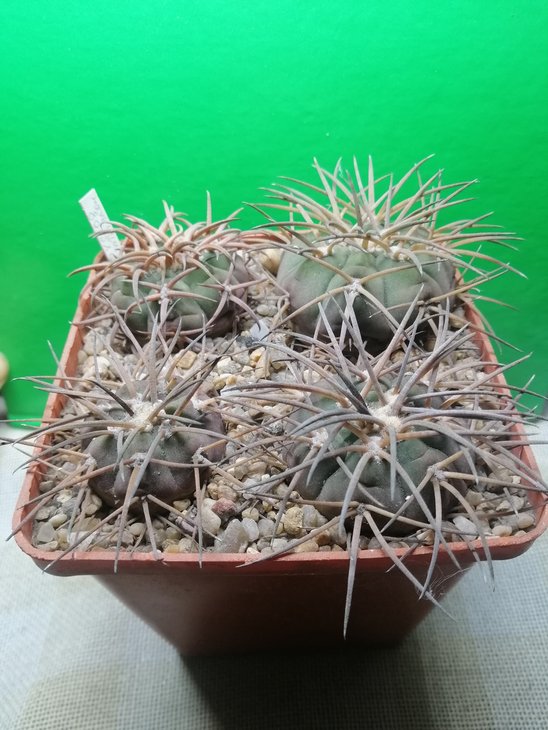 Gymnocalycium spegazzinii VS 108, Tin Tin, 3100 m. PILTZ 5221