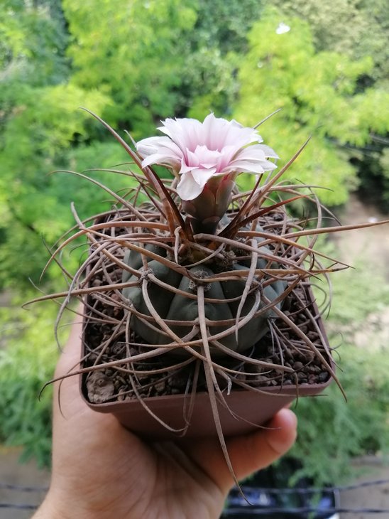 Gymnocalycium cardenazianum
