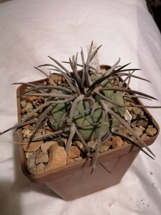 Gymnocalycium cardenazianum,, black spines, (однако это spegazzinii)