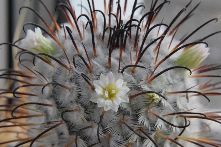 DSC_0008.jpg-Mammillaria perezdelarosae.jpg