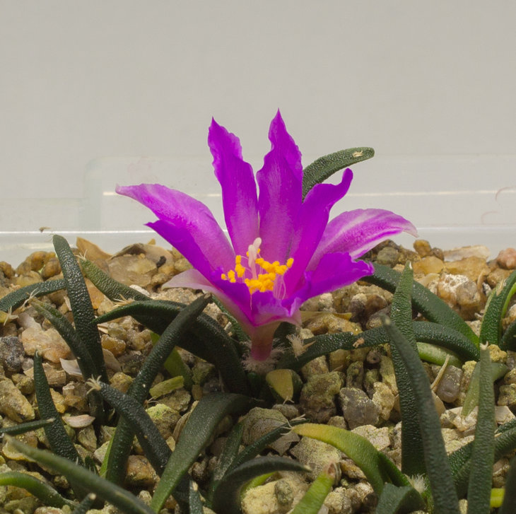 Ariocarpus agavoides, PP 208 Tula Tam.