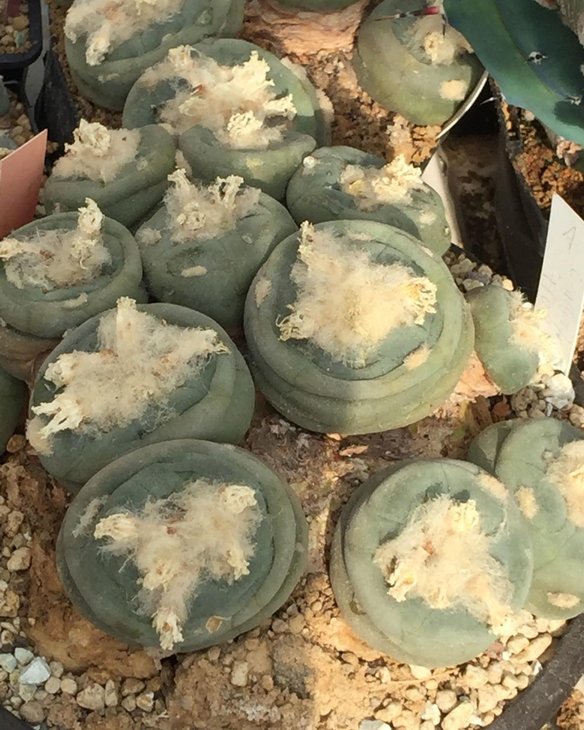 Lophophora alberto-vojtechii