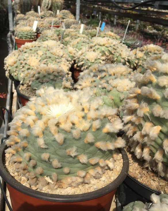 Lophophora diffusa