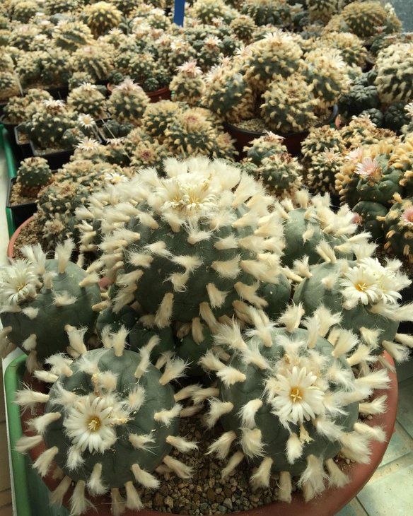 Lophophora diffusa