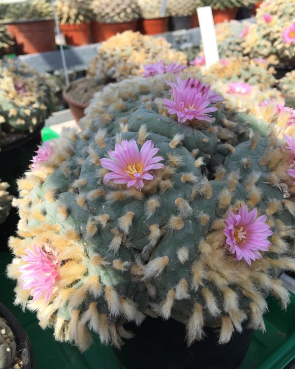Lophophora fricii El Amparo, Coahuila
