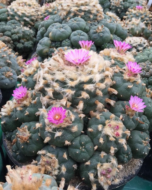Lophophora jourdaniana