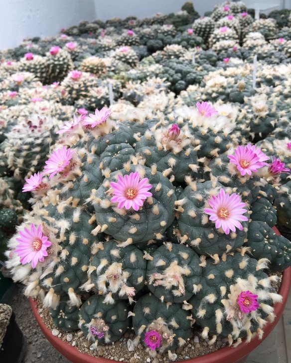 Lophophora jourdaniana